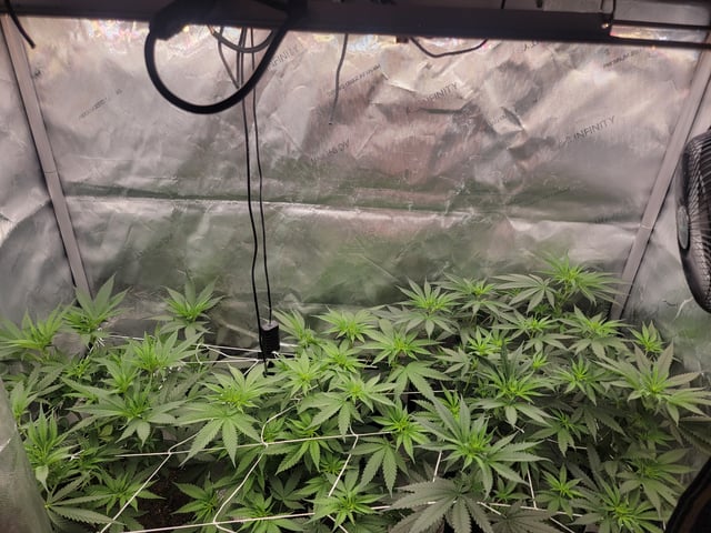 my first grow — flower, day 50