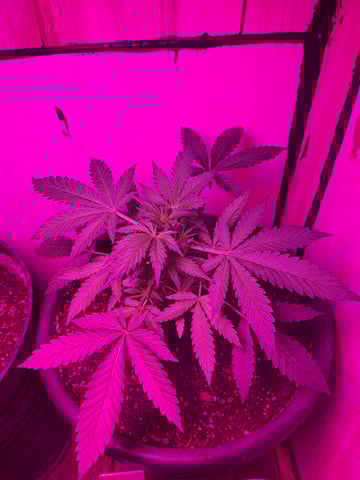 Banana  — vegetative, day 34