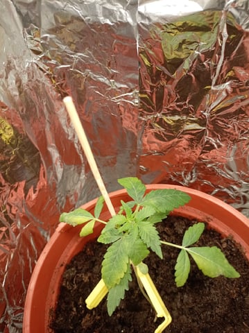 Cheap DIY grow — vegetative, day 10