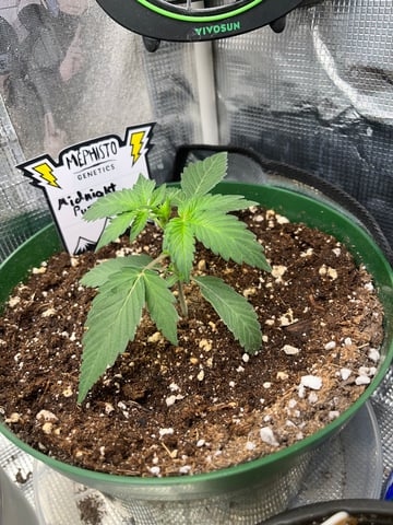 Mephistos Auto  — auto, day 21