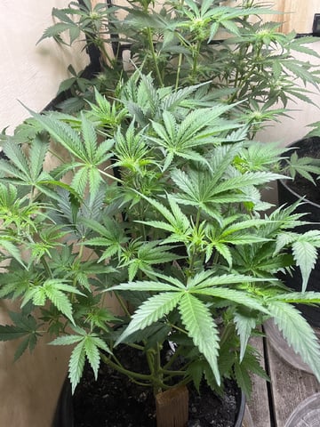 Milky Way F1 — flower, day 36