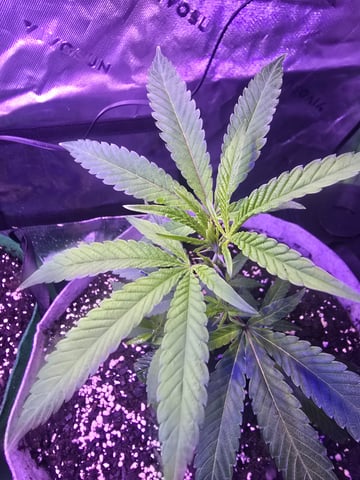 FIRST GROW — vegetative, day 11