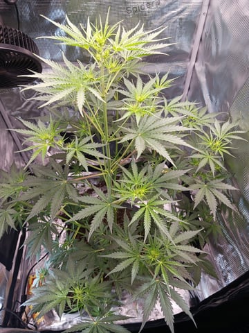 black gorilla feminized  — flower, day 10