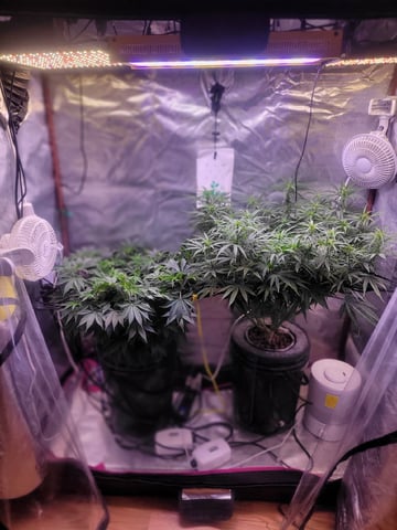 6th Grow — flower, day 45