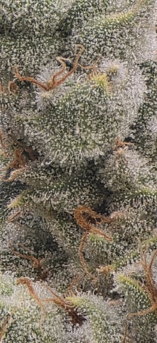 strawberry guava bx — flower, day 27