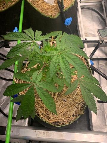 Six  — vegetative, day 35
