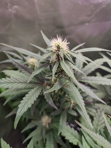 Indoor 1 — vegetative, day 29