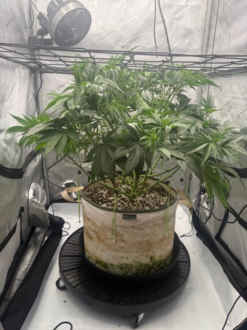 tropickle — vegetative, day 36