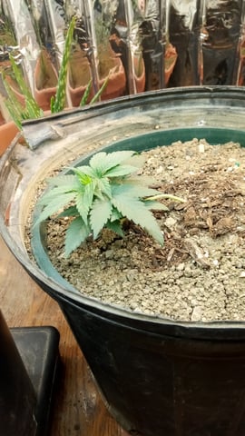 Jack hearer/Jack the ripper? — seedling_rooting, day 30