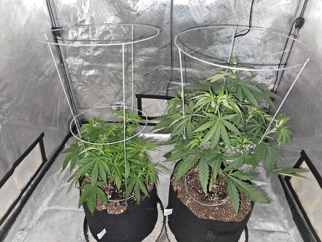 BLACKCHERRY SHERB — vegetative, day 15