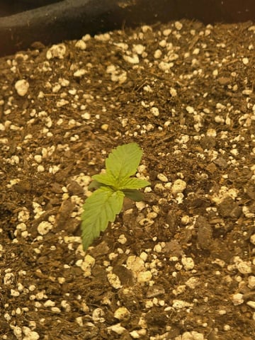 1st Grow 4x4 — seedling_rooting, day 9