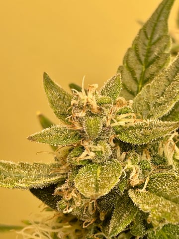 Autos and sour diesel! — flower, day 100