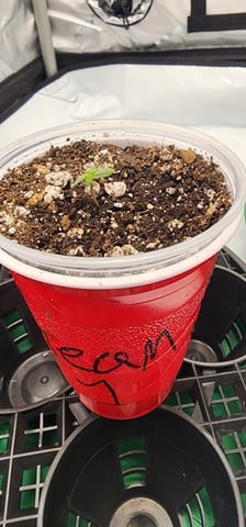 Orange cream pop and sour strawberry — seedling_rooting, day 1