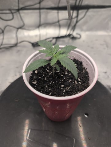 Girl Scout Cookies — vegetative, day 13