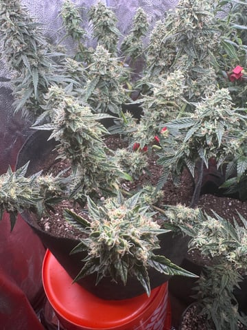 Do-si-doe — flower, day 42