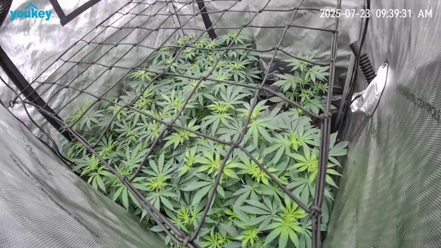 Purple Haze  — flower, day 59