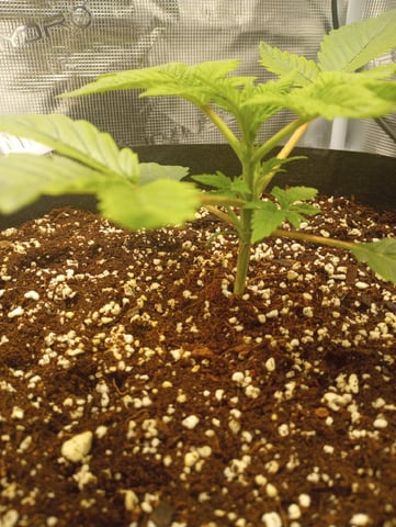 Pineapple Trainwreck  — vegetative, day 21