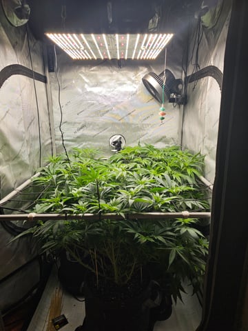 ethos genetics  — flower, day 58