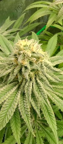 Skunk #1 — flower, day 116