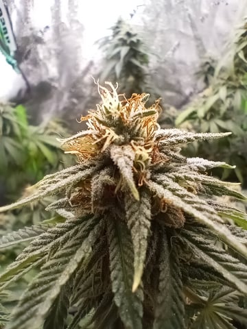 All Aboard!!! — flower, day 114