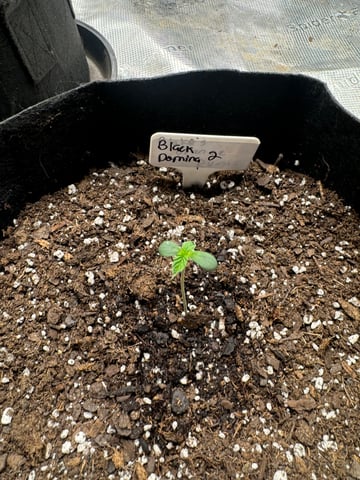 SSH and BD — seedling_rooting, day 6