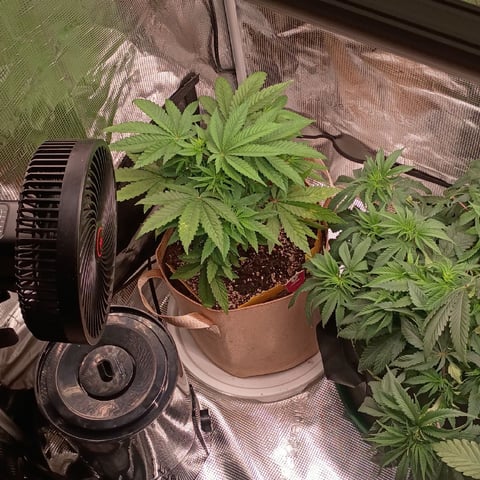 TentPlantLightFan — vegetative, day 54