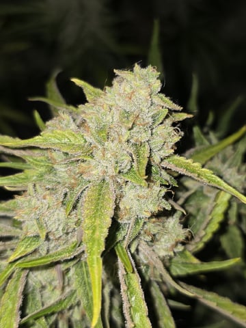 3rd Auto Grow — flower, day 103