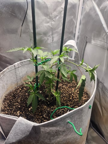 Looking for advice! — vegetative, day 22