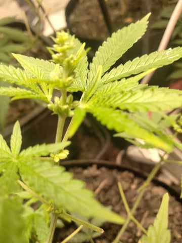 jay seaton  — flower, day 22