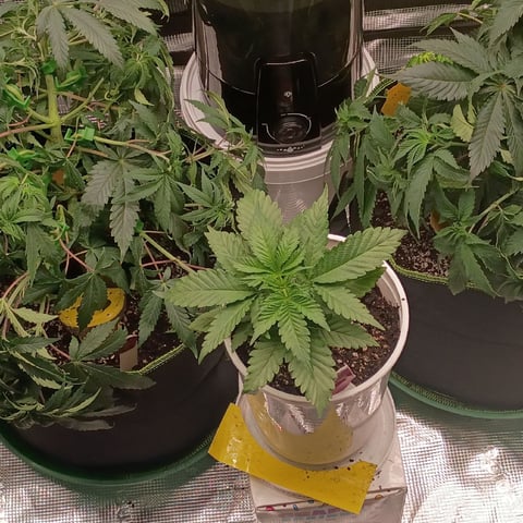 TentPlantLightFan — vegetative, day 52