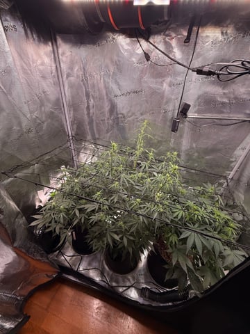 First grow — auto, day 31