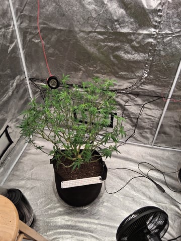 Seedman mix auto & seedman mix auto & GodFather OG — flower, day 81