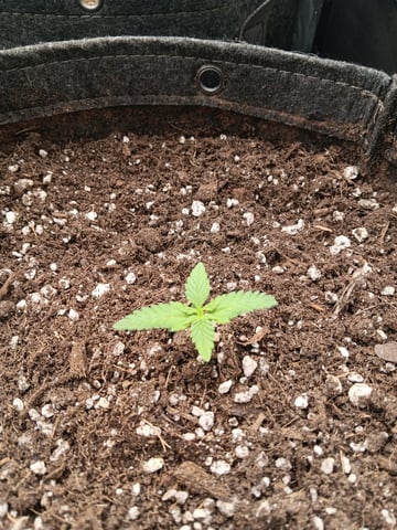 HP CC — seedling_rooting, day 14