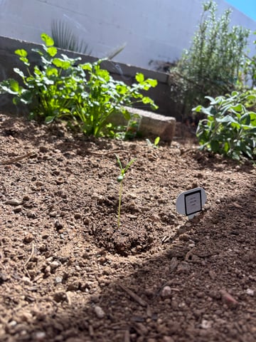 3 seeds  — seedling_rooting, day 11