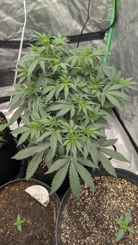 Mixed Grow — grow_setup, day 33