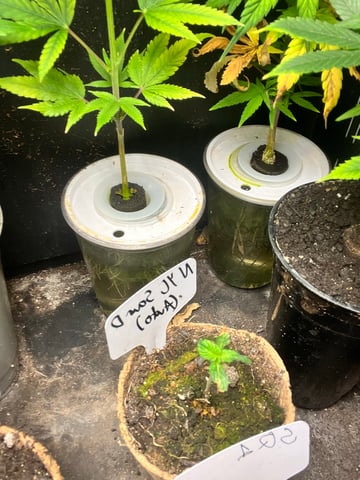 Mike Tyson Colab — seedling_rooting, day 19