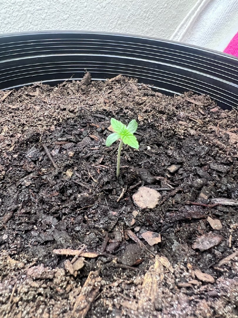 gorilla glue x sky walker 