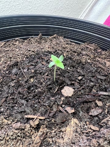 gorilla glue x sky walker  — grow_setup, day 2