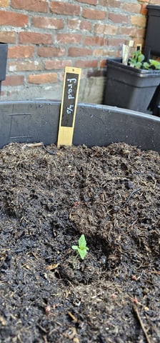 Purple Haze Autoflower — vegetative, day 17