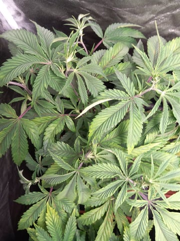 1st — vegetative, day 30