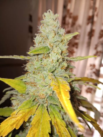 Lemon Cherry Gelato Closet Grow — flower, day 7