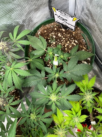 Mephistos Auto  — auto, day 34