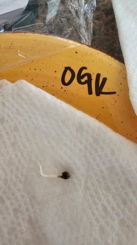 GT2 — germination, day 1