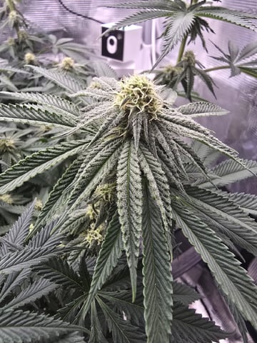  1 Blue Zushi x Venom & 1 Jack Here x Strawberry Cookies OG — flower, day 70