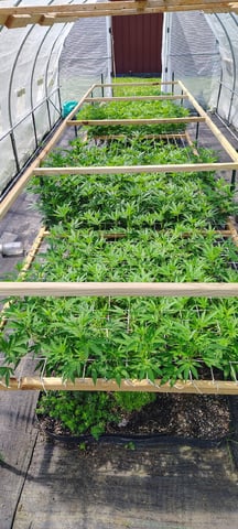 Outdoor 2026 — vegetative, day 53