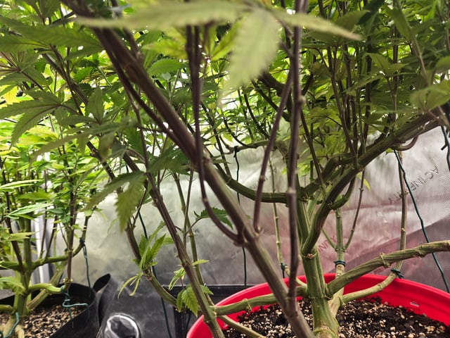 First Grow — vegetative, day 57