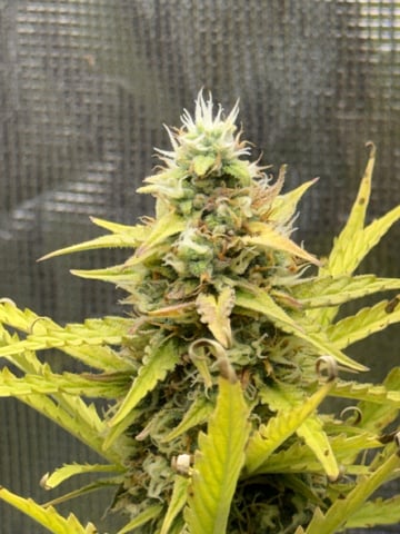 Indoor — auto, day 63