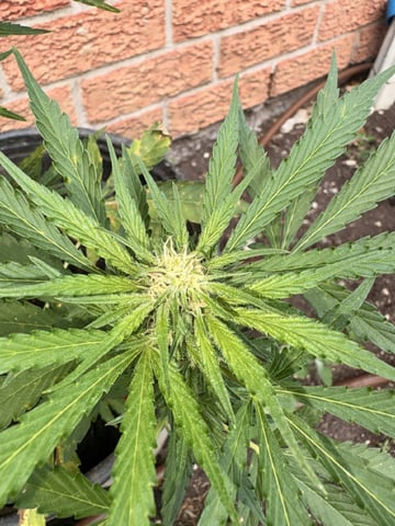 Muliflex — flower, day 61