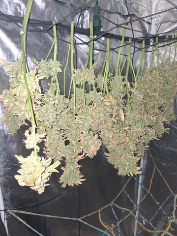 Blueberry OG Kush — flower, day 46