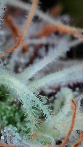 Looking for advice! — flower, day 89